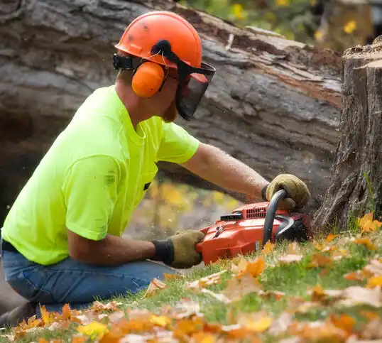 tree services Scottville